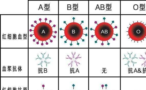 世界有几种血型_类孟买世界血型分布_40种血型性格