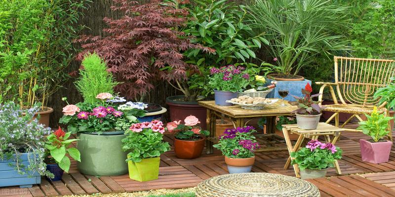 室外风水植物_室外风水植物图片大全_室外风水植物和花卉