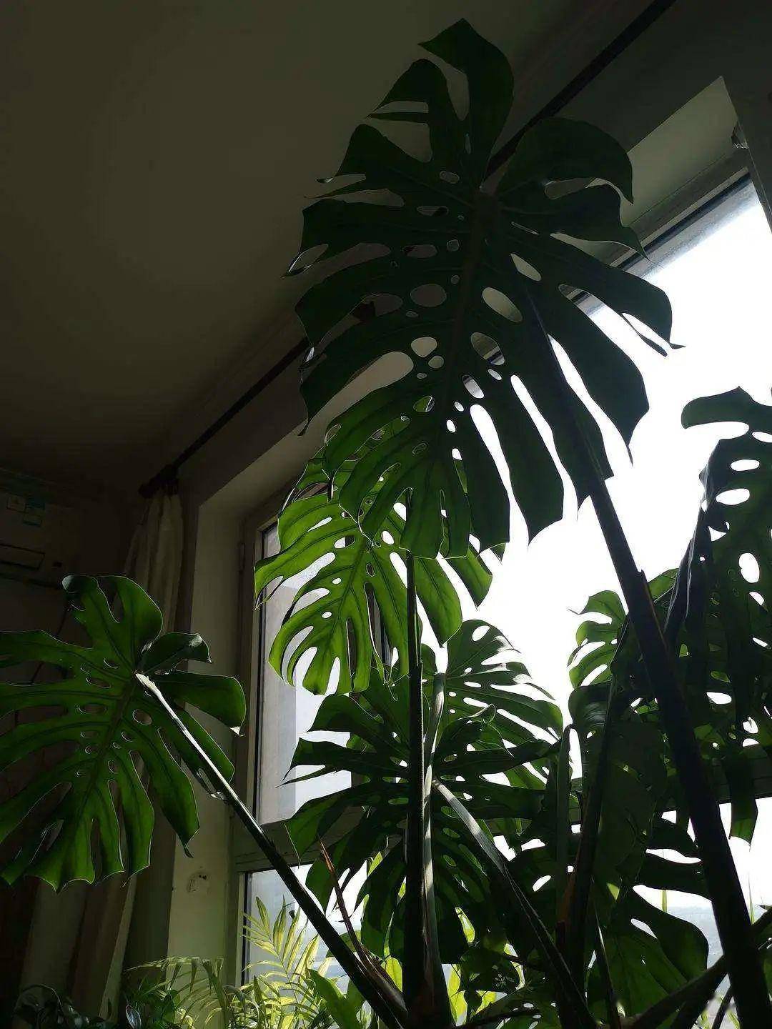 室外风水植物_室外风水植物和花卉_室外风水植物摆放位置