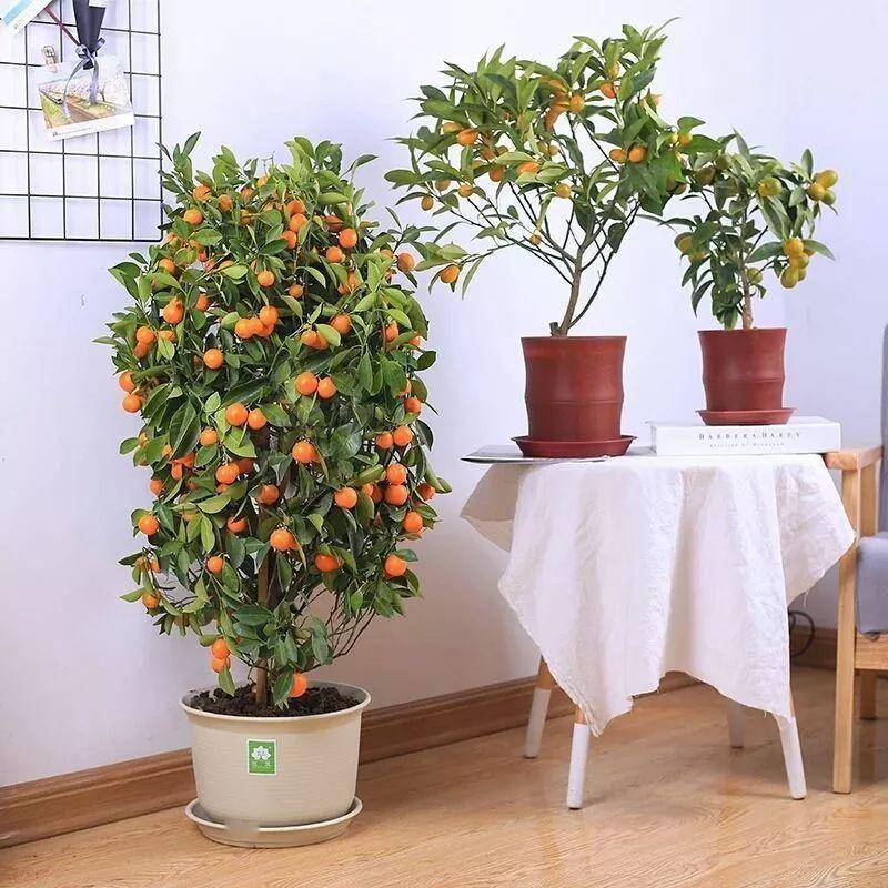 室外风水植物_室外风水植物摆放位置_室外风水植物和花卉