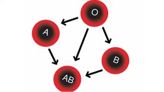 什么血型容易过敏_过敏的血型_过敏跟血型有关系吗